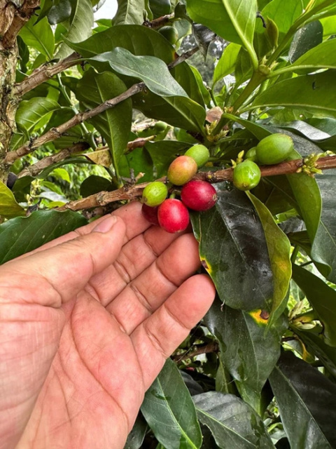 Good Coffee - Kolumbia Finca La Reserva - 250g