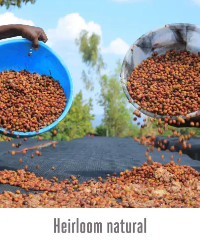 Good Coffee - Etiopia Gedeb Lalesa - 250g