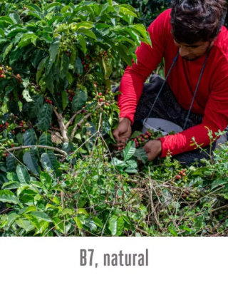 Good Coffee - Ekwador, Hacienda la Papaya - 250g