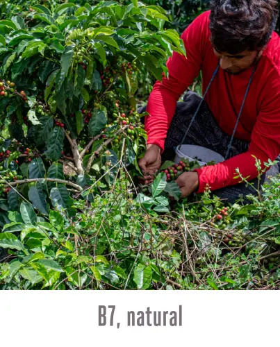 Good Coffee - Ekwador, Hacienda la Papaya - 250g Good Coffee - Ekwador, Hacienda la Papaya - 250g