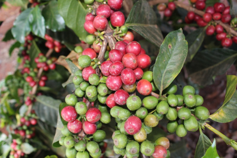 Good Coffee - Kenia Kambarare - 250g