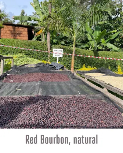 Good Coffee - Rwanda David Rubanzangabo - 250g Good Coffee - Rwanda David Rubanzangabo - 250g