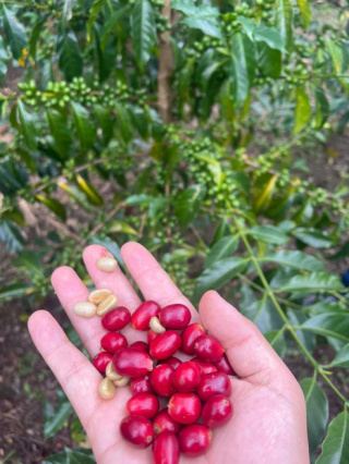 KB Coffee Roasters- Kolumbia El Diviso Chiroso - 250g