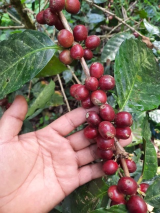 Dalston Coffee - Kolumbia La Esperanza, Geisha - 250g