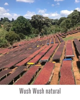 Good Coffee - Etiopia Wush Wush - 250g