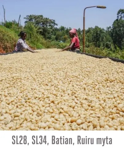 Good Coffee - Kenia Kamwangi - 250g