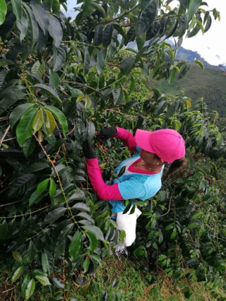 Good Coffee - Kolumbia El Oasis, Geisha - 250g