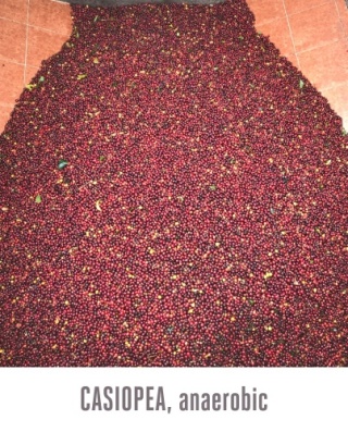 Good Coffee - Kostaryka El Vapor - 250g