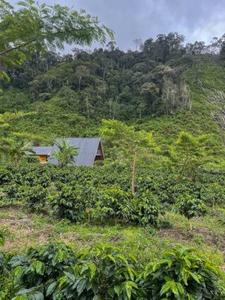 Good Coffee - Sumatra Putra Gayo - 250g