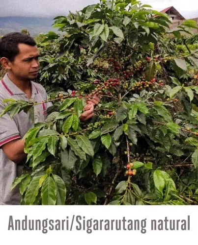 Good Coffee - Sumatra Rukun Saudara- 250g