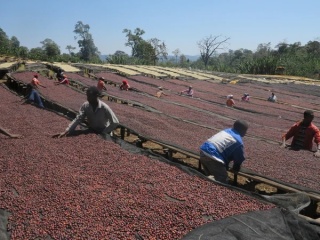 KB Coffee Roasters- Etiopia Daanisa, Natural- 250g