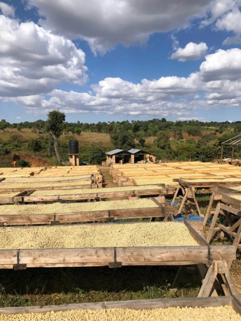 KB Coffee Roasters- Tanzania Korongo_plantacja