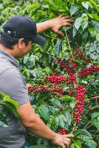 KB Coffee Roasters- Kolumbia El Diviso Papayo - 250g