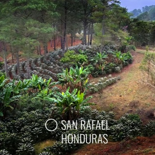 LOT Coffee - Honduras, San Rafael- 250g