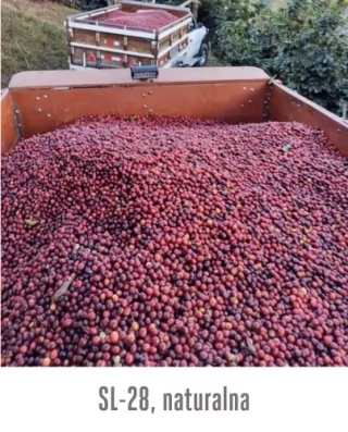 Good Coffee - Kostaryka Los Alpes - 250g