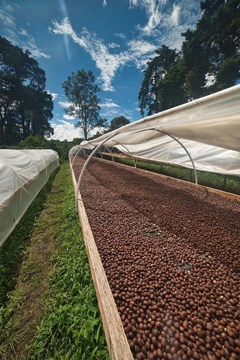 Good Coffee - Panama Bonita - 250g