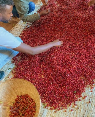 KB Coffee Roasters- Etiopia Shakiso, Washed- 250g