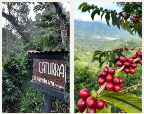LABUNA - Kolumbia, Los Nogales, Caturra - 150g