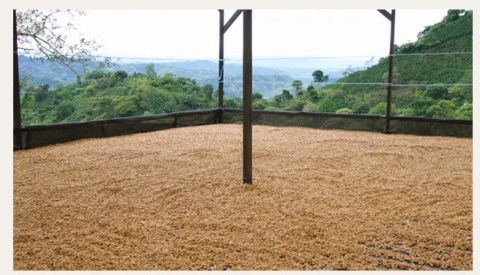 LABUNA - Kolumbia, Los Nogales, Caturra - 150g