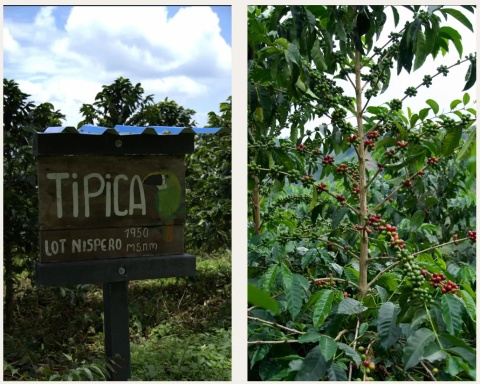 LABUNA - Kolumbia, Los Nogales, Typica, Decaf - 150g