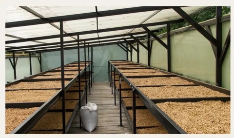 LABUNA - Kolumbia, Los Nogales, Typica, Decaf - 150g