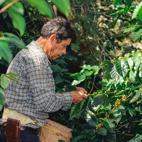 LOT Coffee - Meksyk, Oaxaca - 250g