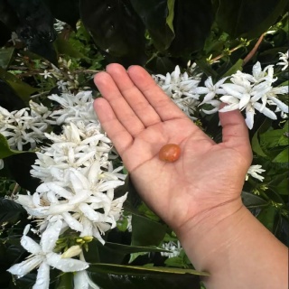 LOT Coffee - Kolumbia Red Vortex - 150g