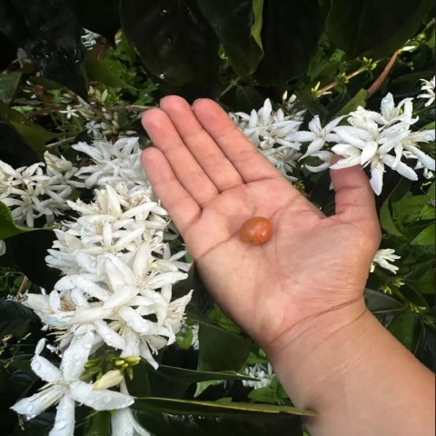 kawa ziarnista LOT Coffee - Kolumbia Red Vortex - 150g