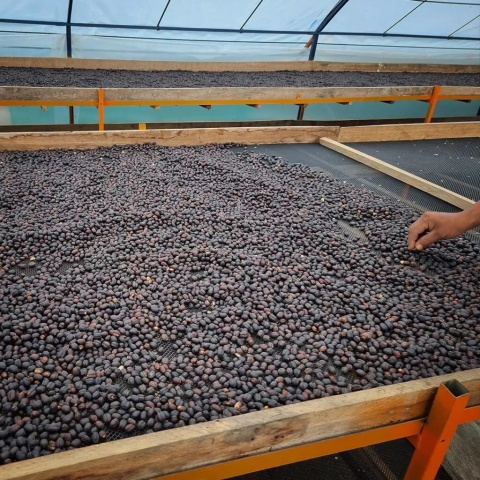 coffee LOT Coffee - Peru, Edison Estela, Geisha- 250g
