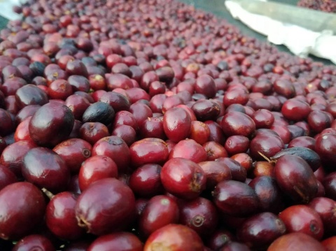 Momento Coffee - Kostaryka, Matinilla La Libertad, Zzzz summer, Espresso - 250g (2)